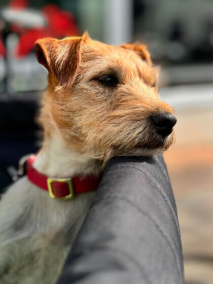 YOONIT Dog Seat